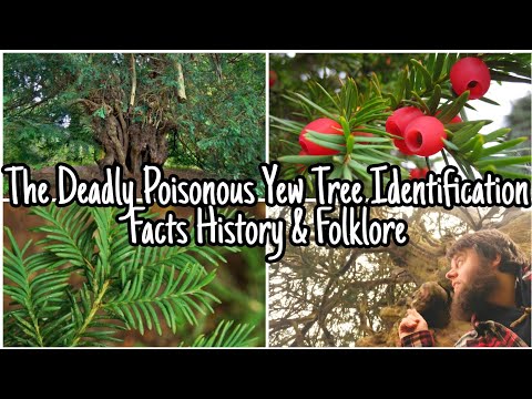 Video: What Tree Is Called The Tree Of Death And Immortality