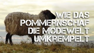 Wie das Pommernschaf die Modewelt umkrempelt | Nordwolle Rügen