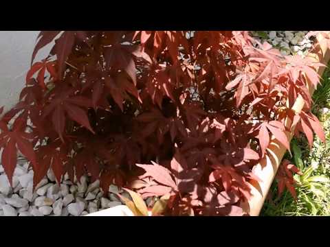 CUIDADOS DEL ARCE JAPONES. Acer Palmatum Atropurpureum.