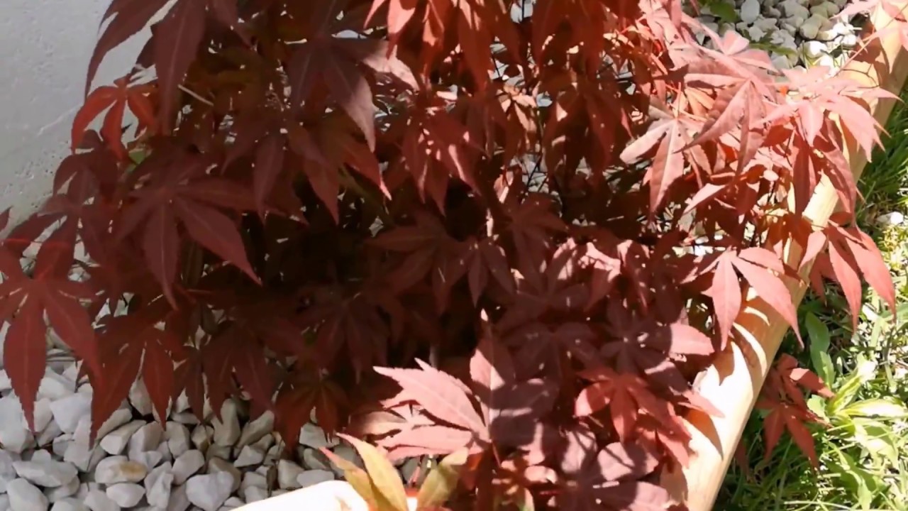 CUIDADOS DEL ARCE JAPONES. Acer Palmatum Atropurpureum.