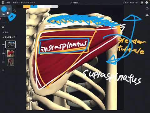 Anatomia e funzione della cuffia dei rotatori (inglese)