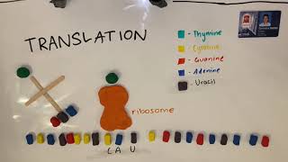 Year 12 Polypeptide Synthesis Model