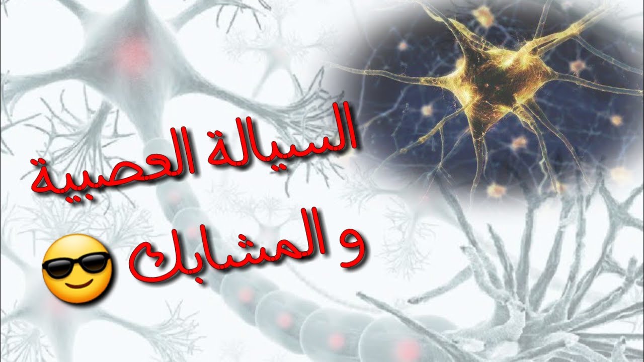سنة 2 ع ت 💥فيديو 3D مترجم 👌رائع ومبسط😍 سيوضح لكم كل الأفكار وينظمها