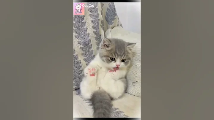 Video 10096541: shorthair kittens meowing british, adorable british shorthair kitten, meow cute