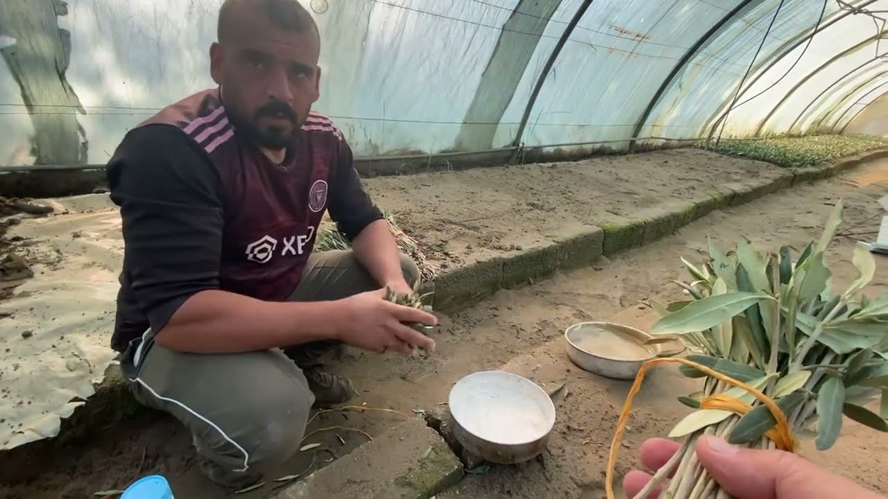 إكثار الزيتون بواسطة العقل/ نصائح مهمة