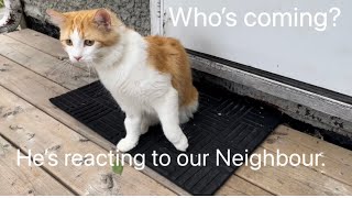 Crazy cute cat’s daily routine, playing with red ball,