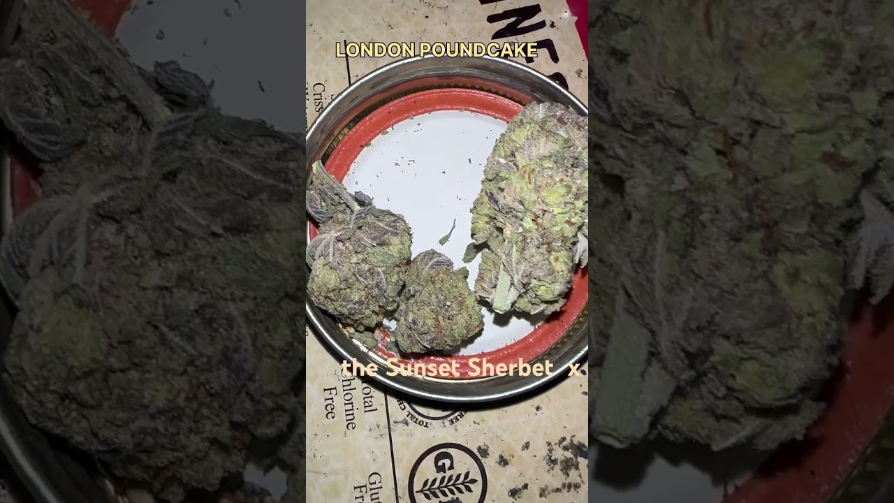 London pound cake cannabis strain 