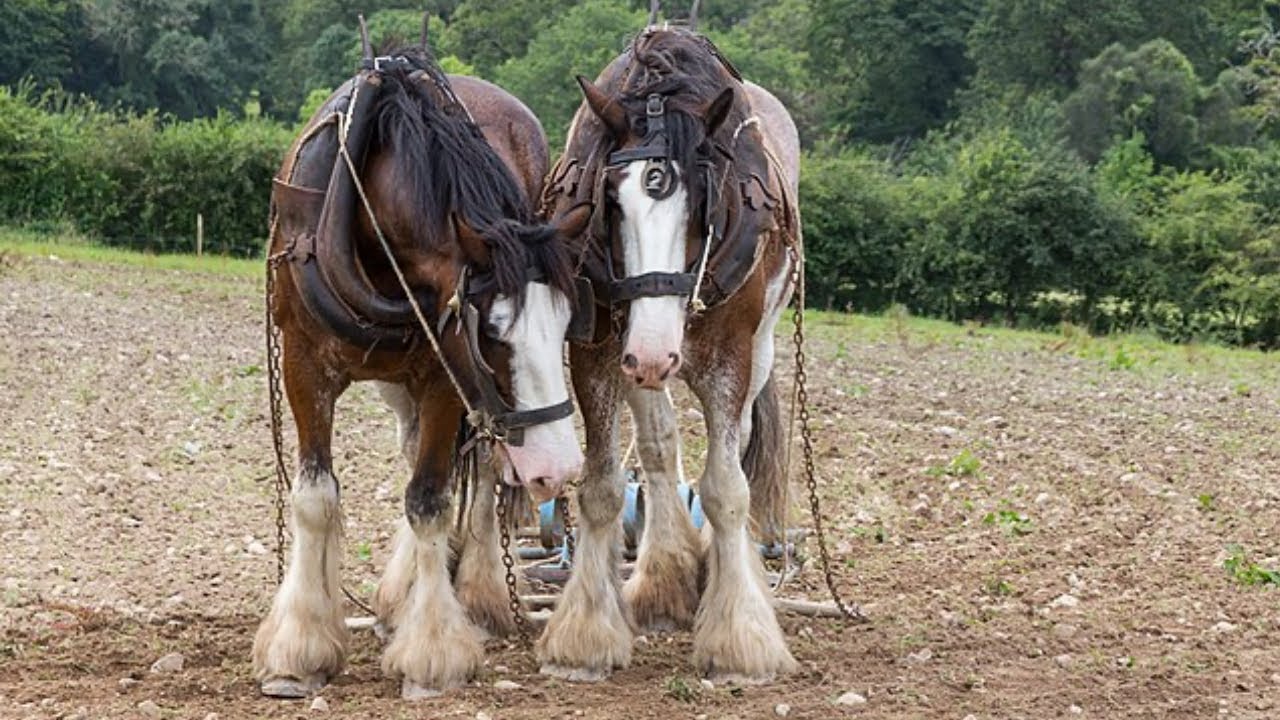 What Happened to Draft Horses