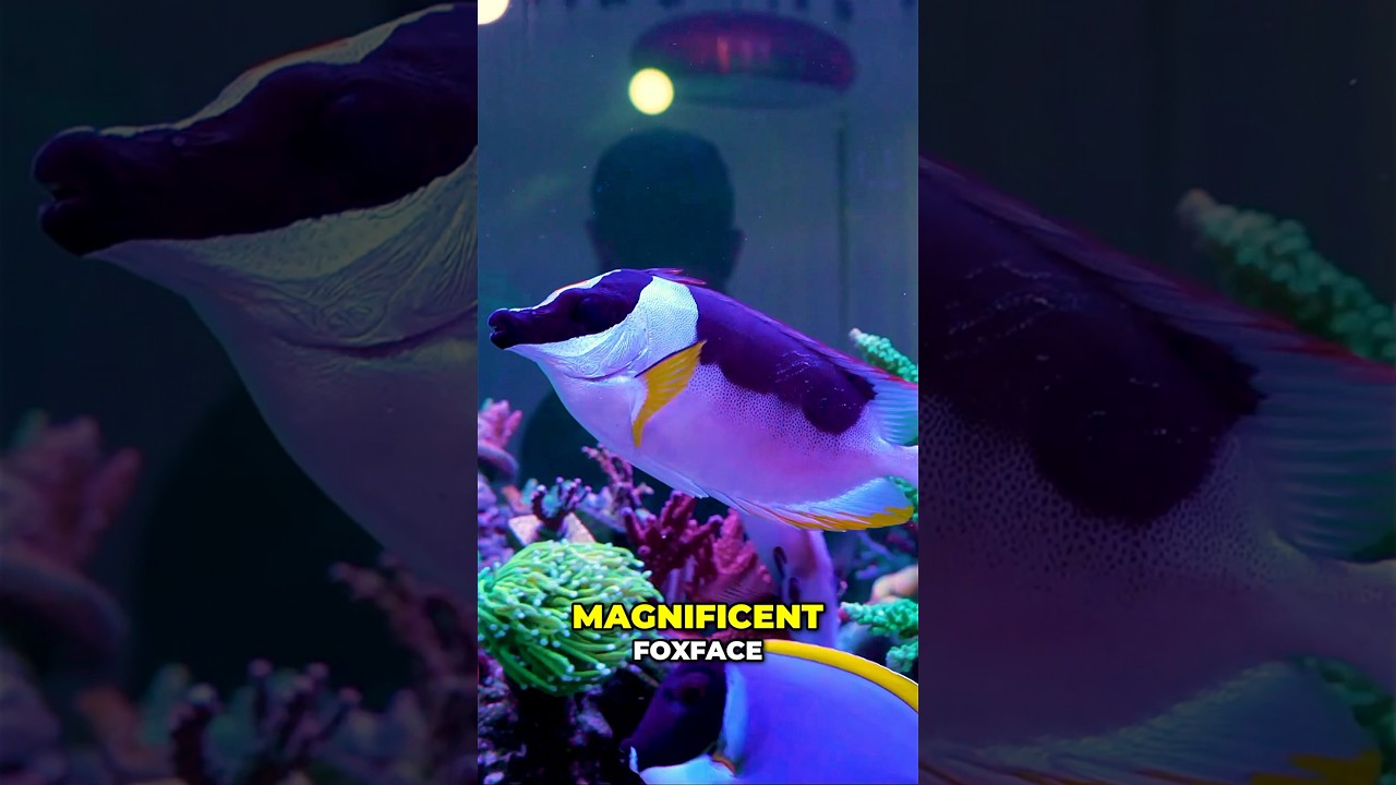 Stunning Aquarium Fish - Tangs, Angels & Copperband Butterfly #worldwidecorals #fromourreeftoyours
