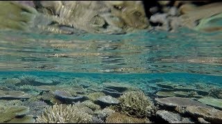 Reefs of Hope