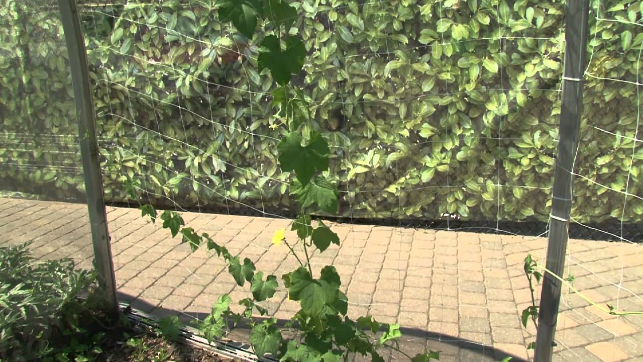 Chipotle Edible Gardens at Como Park Zoo and Conservatory