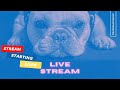 On the go frenchies live stream meet moonpie  play time  naps