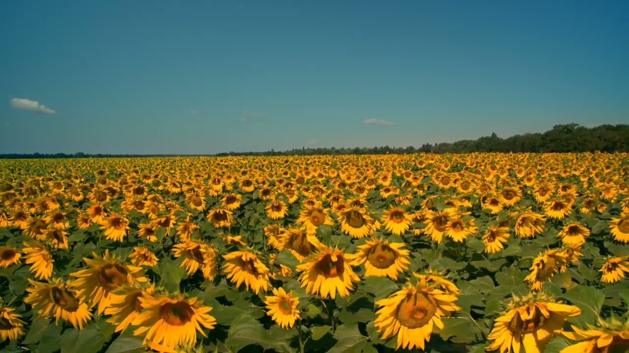 4K Breathtaking sunflower field on a sunny day, calming wind sounds for better rest