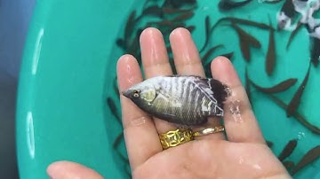 @calocvn ✅ Giá Cá Giống Nước Ngọt: Cá Lóc Bông Thái giá 2k #cágiống #cálócbông @cadacsan #fingerling