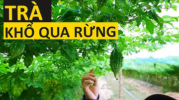 Trà khổ qua rừng- Trà cho người tiểu đường (Đái tháo đường) 0931220101