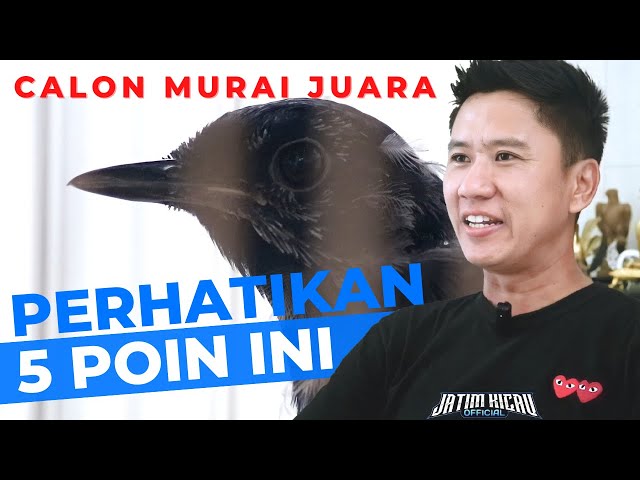 Cara Memilih Calon Murai Batu Juara - Roni Sarikat class=