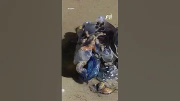 التنين الأزرق يقترب من المغرب كائن بحري جميل بسم قاتل 