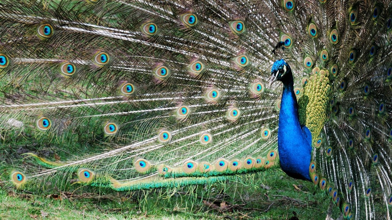 Živinarstvo ep. 10 04.08.2022. Uzgoj paunova, Dragan Lukić, Salaš Noćajski