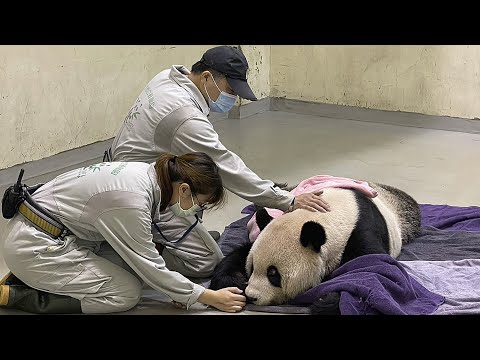 Panda tuan tuan gifted by chinese mainland to taiwan passes away