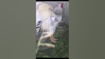 Thumbnail of 🐓 Rooster Crowing Short | Wake Up to Nature's Alarm Clock!