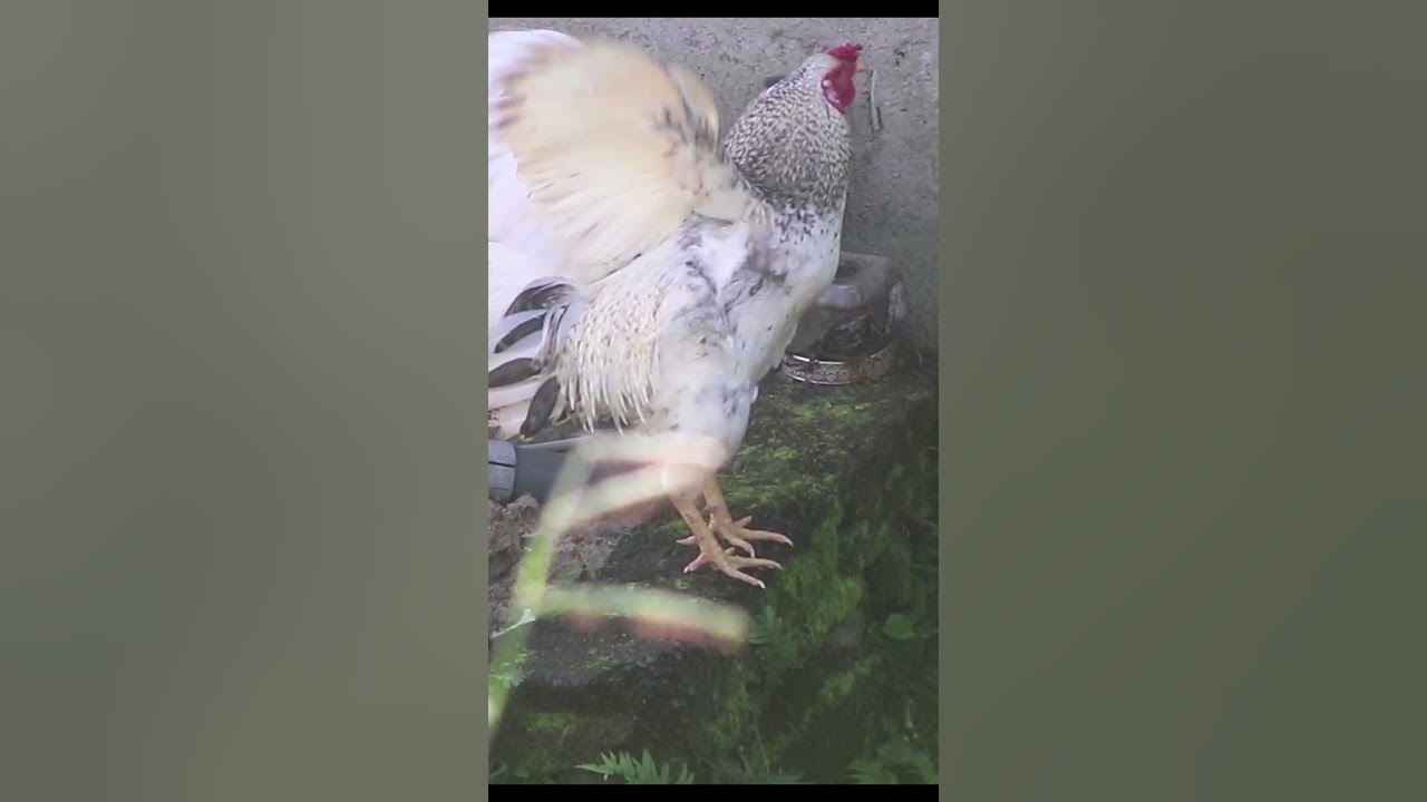 🐓 Rooster Crowing Short | Wake Up to Nature's Alarm Clock!