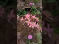 Ordered One Color… Got Another After Planting #gardeningtips #gardening #virfxalshorts