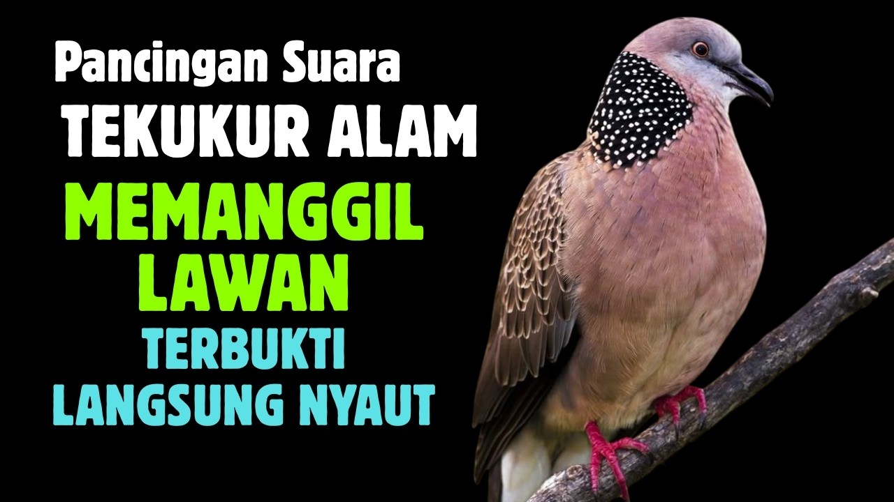 Suara Burung Terkukur Gacor Khusus Pancingan Yang Malas Bunyi Agar Jadi Gacor 3/5 #1
