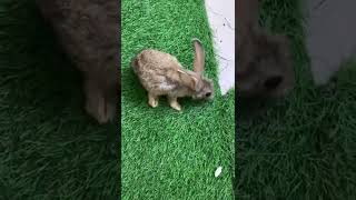 Can Baby Rabbit Die Suddenly?