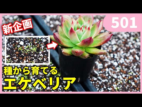 Self-taught] How to sow Echeveria seeds and grow from seeds vol