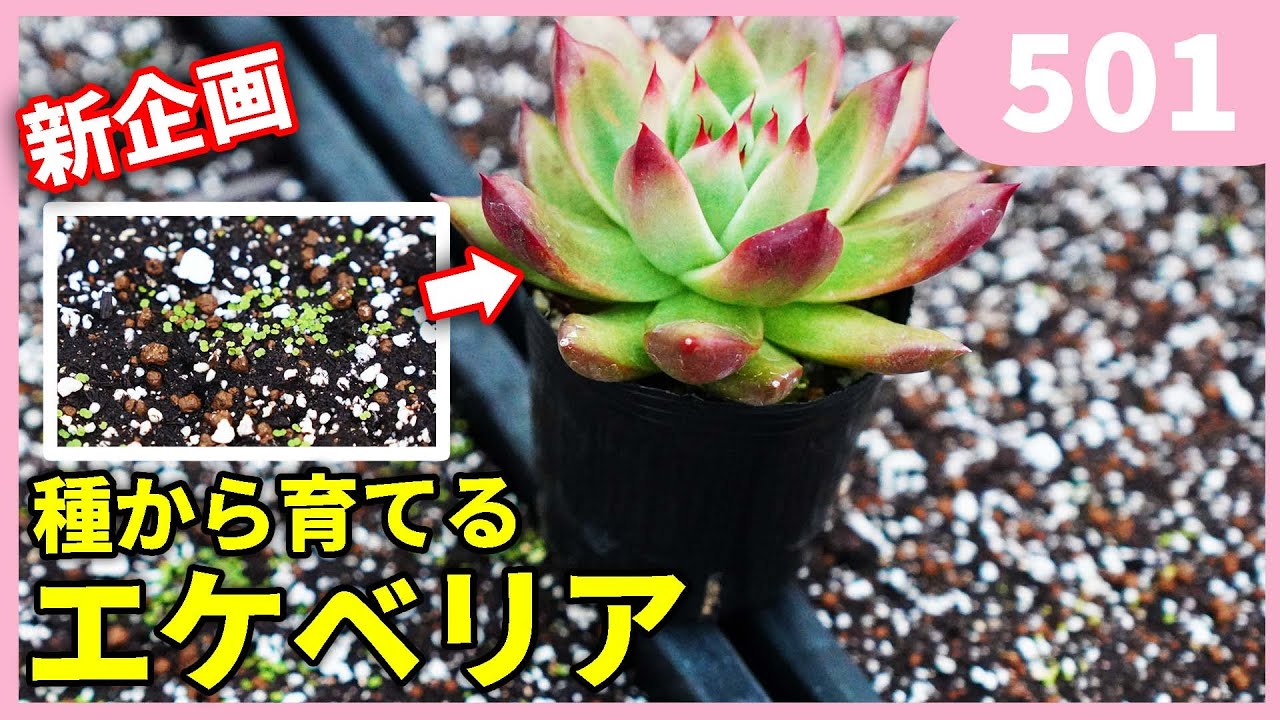 Self-taught] How to sow Echeveria seeds and grow from seeds vol