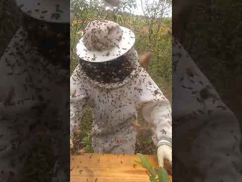 Vídeo: O capitão faz mal às abelhas?