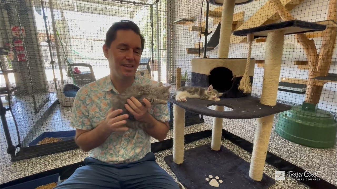 Kittens at the Fraser Coast Adoption Centre YouTube Kittens at the Fraser Coast Adoption Centre YouTube