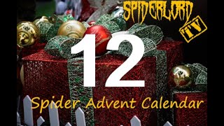 Spider Advent Calendar: Day 12