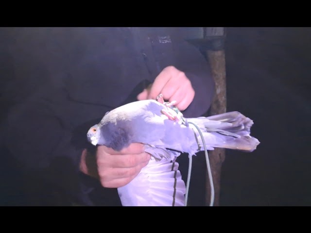 L'astuce du choix des appeaux au petit matin à la palombière