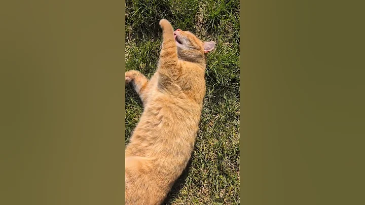 Watch the video about Sun bath 🐈 #cat #cute #foryou