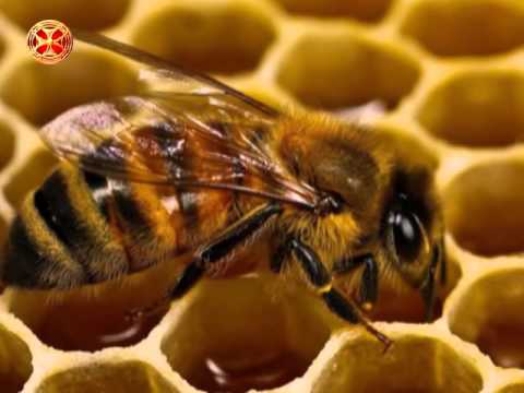 ლექციები მეფუტკრეობაზე 9 ( ფუტკარი სუბტროპიკებში )