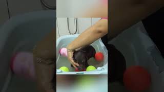 I Couldnt Leave This Puppy Behind