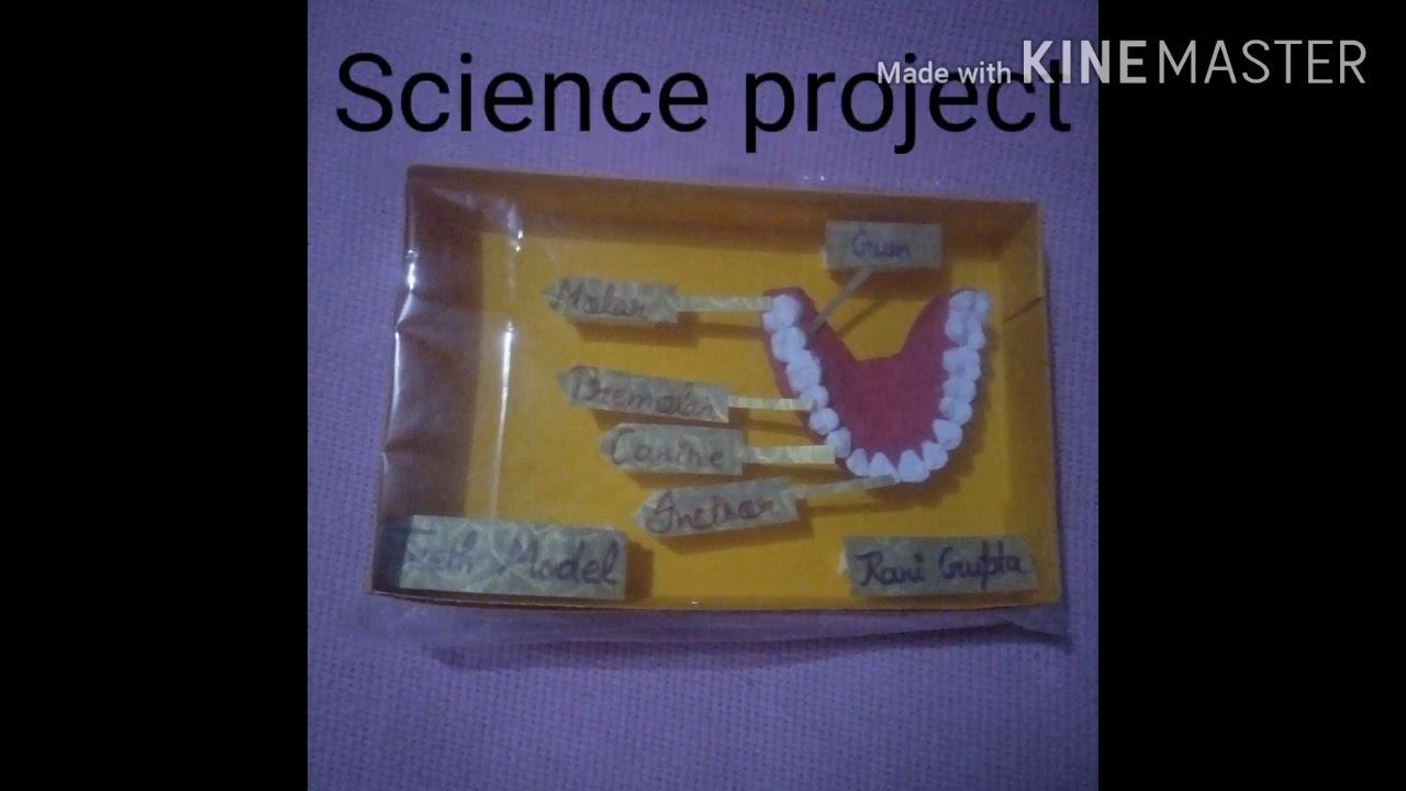 Science modal, Science project (Teeth modal) Science modal B.Ed first ...