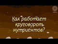 Как работает круговорот нутриентов - ППС 2/9