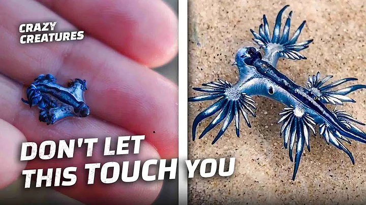 Top Animals That You Shouldn’t Touch - DayDayNews