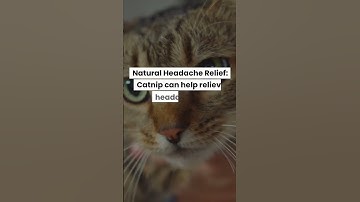 #catnip Unleashed: Discovering the Hidden Powers for Humans - A Herbal Marvel! #shorts