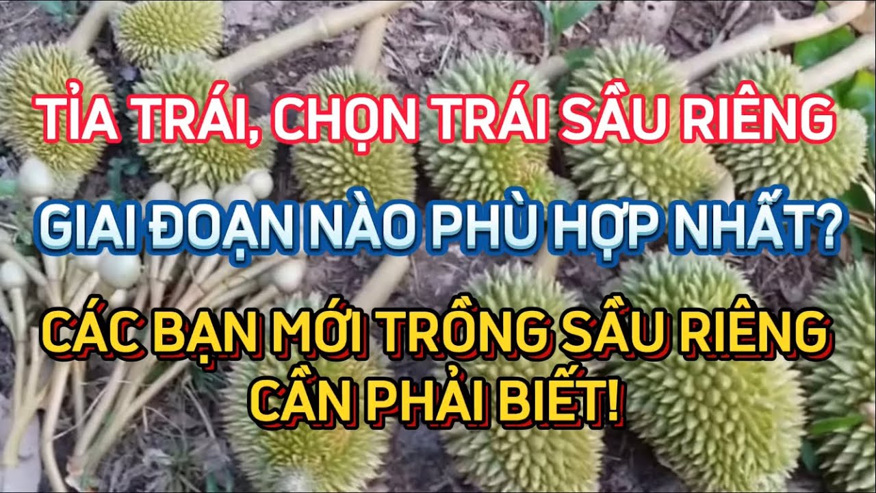 TỈA TRÁI, CHỌN TRÁI SẦU RIÊNG GIAI ĐOẠN NÀO PHÙ HỢP NHẤT? CÁC BẠN MỚI TRỒNG SẦU RIÊNG CẦN PHẢI BIẾT!