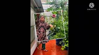 Enjoying Rainsnature Is So Beautiful And Powerful Rajani Sharma Madan