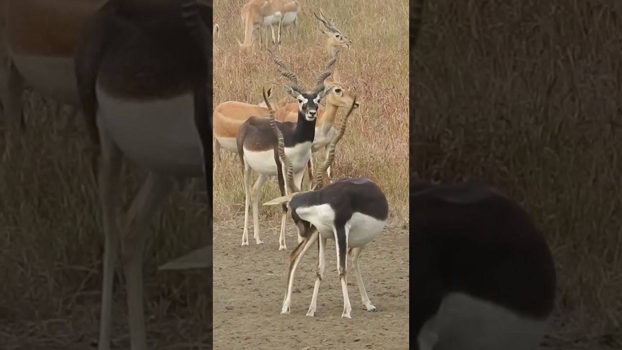 Blackbucks of Velavadar National Park | Gujarat 2023