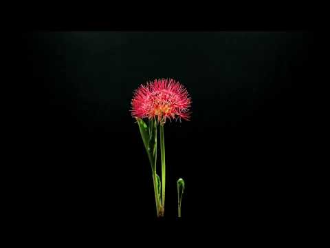 Life and death of a flower - Chiara Scaglianti