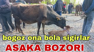 ASAKA OZBEKISTON CHORVA MOL BOZORI BOGOZ ONA BOLA SIGIRLAR NARXLARI апреля 2024 г.