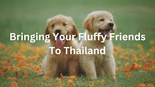 Bringing Pets to Thailand: A Comprehensive Guide for Pet Owners