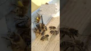 Пчёлки несут обножку. #пчелы #пчеловодство #bee #bestvideos #naturelovers #garden #сад #мир #пасека