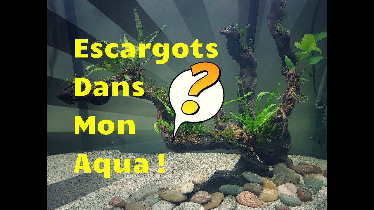 Nouveaux Escargots Neritina Dans Mon Aquarium Youtube