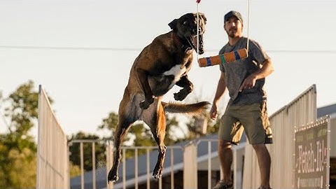 Strider Belgian Malinois Dock Diving Ultimate Air Games 2022